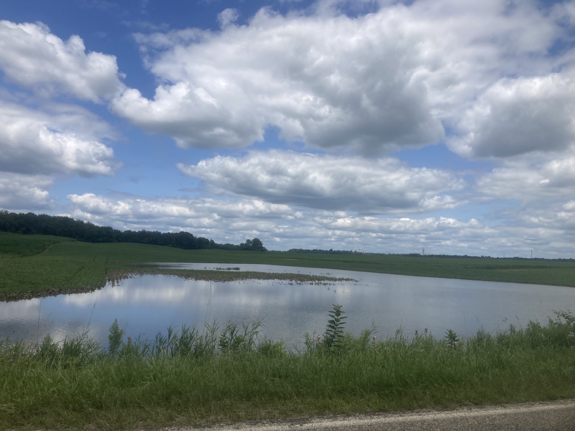 Soybeans standing water.jpg